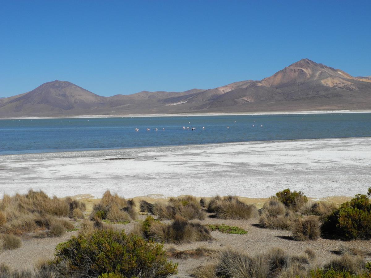 Hostal Vientos Del Altiplano Putre Εξωτερικό φωτογραφία